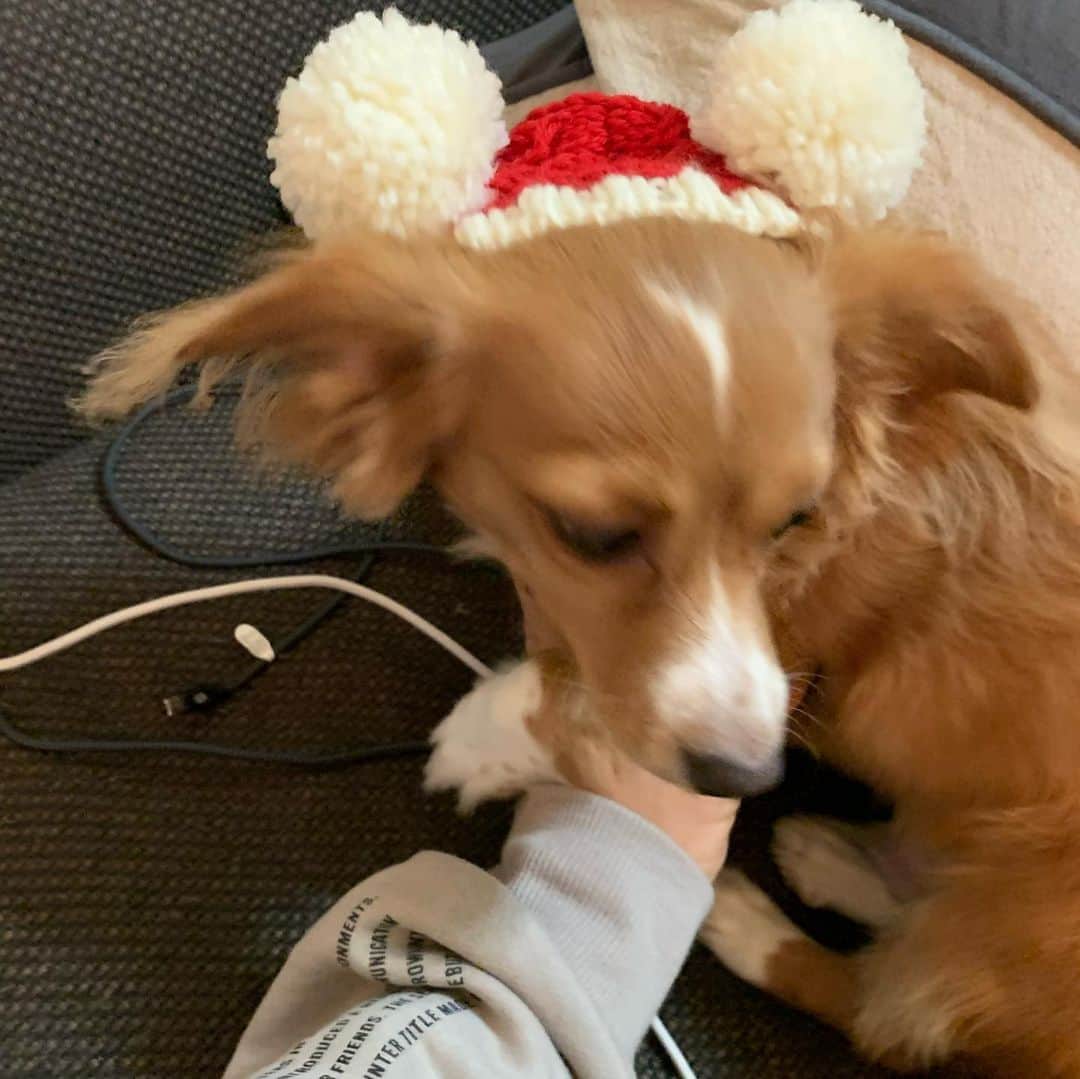 ひらのっちさんのインスタグラム写真 - (ひらのっちInstagram)「🎅みなさんメリークリスマス🎄帽子被せるのムズイ💦 #クリスマス #トイプードル #チワックス #犬好きな人と繋がりたい」12月24日 21時07分 - hiranocchi