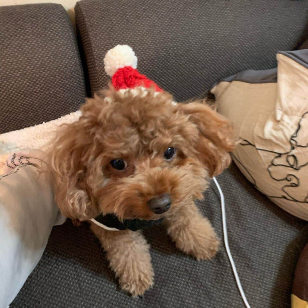 ひらのっちのインスタグラム：「🎅みなさんメリークリスマス🎄帽子被せるのムズイ💦 #クリスマス #トイプードル #チワックス #犬好きな人と繋がりたい」