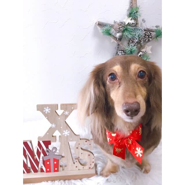 板橋美波のインスタグラム：「Merry Christmas🎄  ちょっと前にカットしていただき可愛くしてもらいました🥰　 いつもありがとうございます✨  #ミニチュアダックスフンド #短足部」