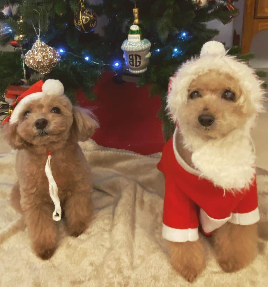 堤礼実のインスタグラム：「🎄 皆さんメリークリスマスイブです✨  今日の有馬記念枠順抽選会、私自身もとても楽しみにしていたのですが、お会いした番組関係者に新型コロナ陽性となった方がおり、大事を取って欠席とさせて頂きました。 先程PCR検査「陰性」と結果が出ましたので、引き続き感染対策を徹底しつつお仕事に戻ります。 1日でも早く平穏が戻りますように…。 . . #それにしても #番組冒頭の #大人の事情って #何よそれ！ #思わずツッコミました。笑 #検査の結果待ちという事でした！ #今日も堤は元気です💪 #今のりんさんたとあんさんたをお届け🐩 #皆さん素敵なクリスマスを…♡」