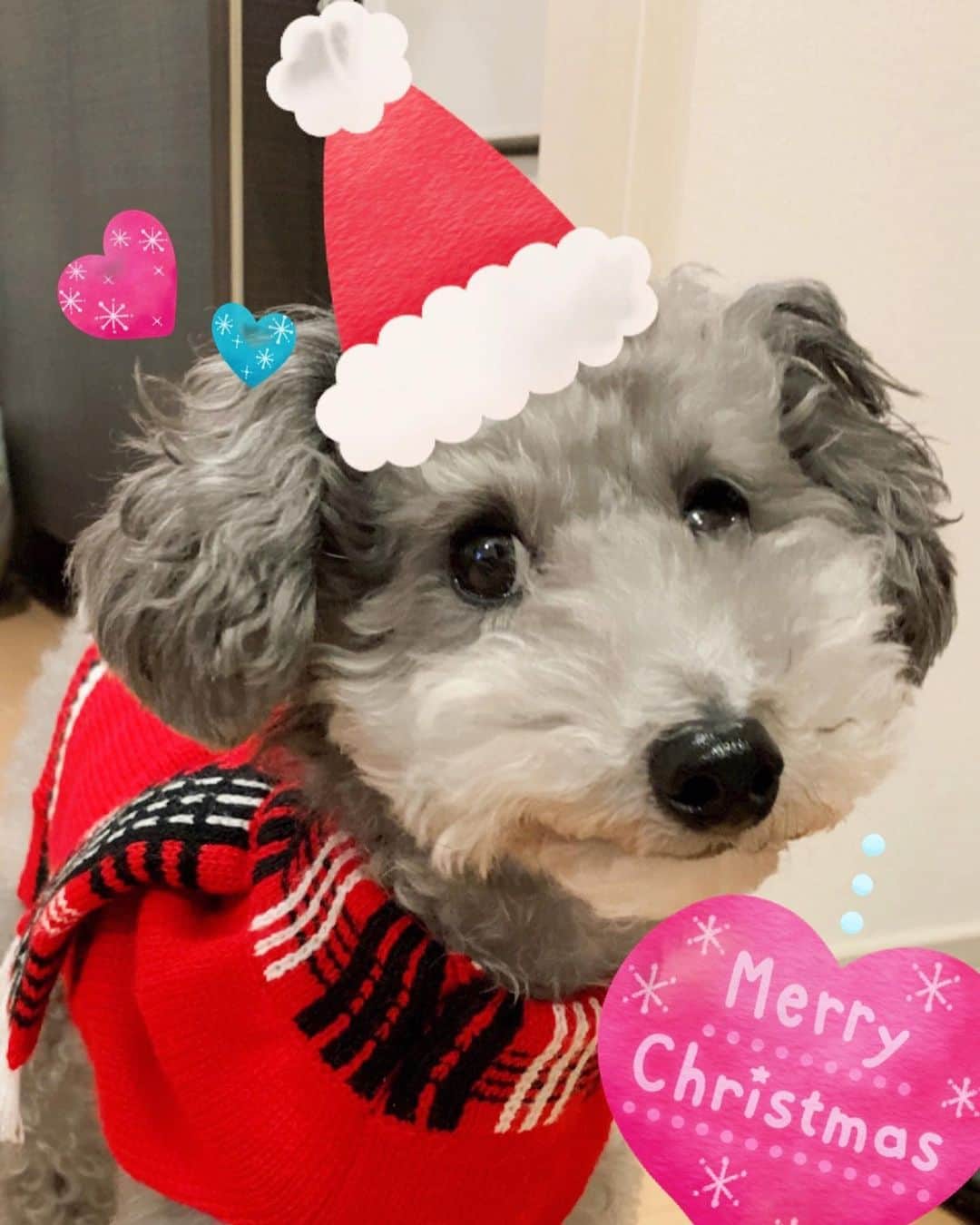 西丸優子のインスタグラム：「Merry Xmas🎄イヴ。  私、１年で1番好きな日が Xmas。 今年はレオンちゃんと過ごす初めてのクリスマスです。  大ねずみサンタさん🎁 とお家でまったり。。。  皆様、ステキなクリスマスを〜⭐️」