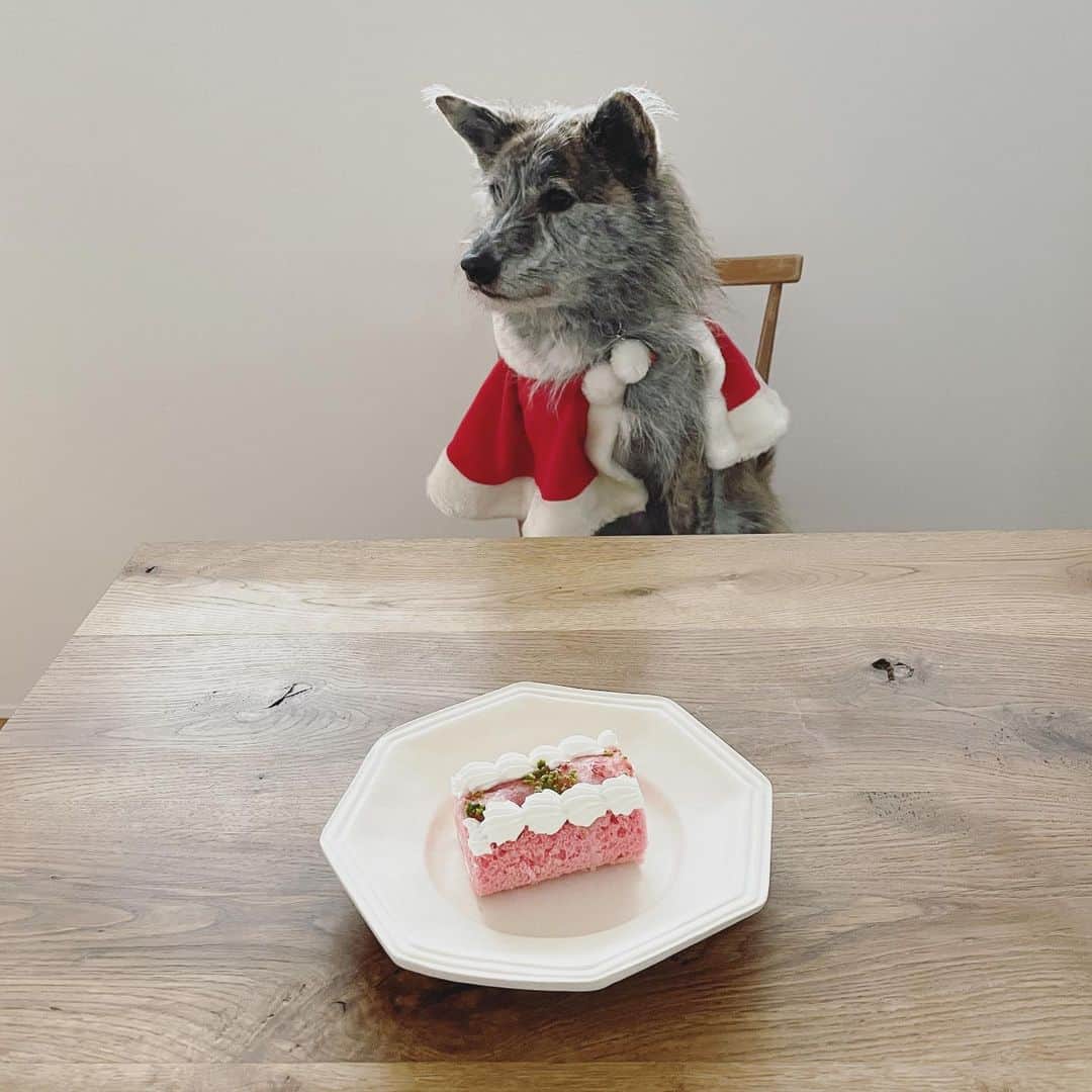 Naomiのインスタグラム：「🎄🎄🎄 楽しい夜を。」