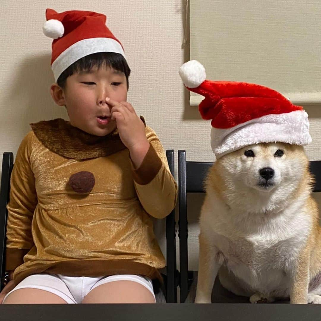 いなりさんのインスタグラム写真 - (いなりInstagram)「メリークリスマス！ ✩.*˚ 足が痛くなくなってきたら… 今度はライくんの風邪をモンドと私が拾ってしまった…:(´◦ω◦｀): 昨日の夕方から熱があったのですが今日の夕方やっと下がった！！ ✩.*˚ ライくん1年ですごく…いやおかしいぐらい大きくなった！もう来年はトナカイコスやれないね… ずっとずっと楽しみにしていた『ライくんのクリスマス』今日は旦那の弟さんからプレゼントをもらい、サンタさんからプレゼントが届くので早く寝るそうです♡ ✩.*˚ #たぶん喉を日本刀か日輪刀で切られたっぽい #ライくんやってくれたな #いなちゃんのいるクリスマス会  #柴犬いなり #柴 #しば #しばいぬ #日本犬 #いぬバカ部 #柴犬ライフ #サンデイ #犬 #pecoいぬ部 #shiba #shibainu  #shibadog  #shibarbucks #shibastagram #japanesedog #shibainulife」12月24日 21時54分 - shibainuinari