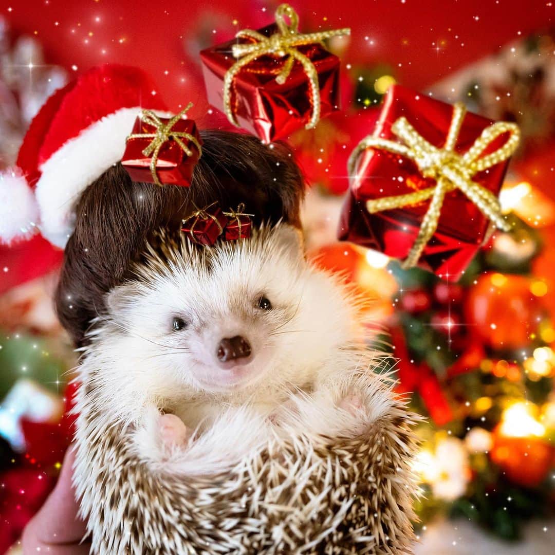 ダーシーのインスタグラム：「It's Christmas time‼️ Tag someone you want to give a Christmas present🎅🏻🎁🎄✨  ①Koala 12.24.2020 ②Chopin 12.20.2019」