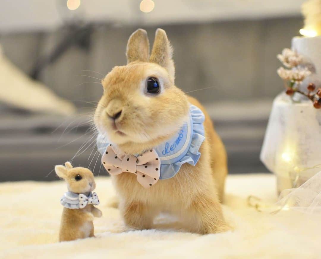 yun.ゆんさんのインスタグラム写真 - (yun.ゆんInstagram)「march.lemon🐻🍋＋cotton.💭 Merry Xmas🎄🎅✨ みなさんそれぞれのクリスマスをたのしく過ごしてますか？🙏✨ . . 今年はStay home Xmas。 我が家は卵うさぎちゃん❤︎とにぎやかクリスマスです。🎄✨ . 卵マーモンちゃんにケーキにのってもらったよ。🎂🐰🐰❤︎ . . . 可愛くて、ぎゃーぎゃー言いながら飾りつけたよ。 😂❤︎ . ♪ ♪ ♪ #メリークリスマス#merrychristmas  #卵うさぎ#milkstyle #クレイケーキ  #うさぎ#ウサギ#ネザーランドドワーフ#ZIP写真部#レモン#ふわもこ部#マーチ#多頭飼い#犬とうさぎ #rabbits#rabbitsofinstagram #rabbitstagram #petstagram #march#instapet#cutepetclub #instarabbit #bunnies #bunnylove #lapin #pecotv #WeeklyFluff #lemon #netherlanddwarf #pecotv」12月24日 22時12分 - march.lemon