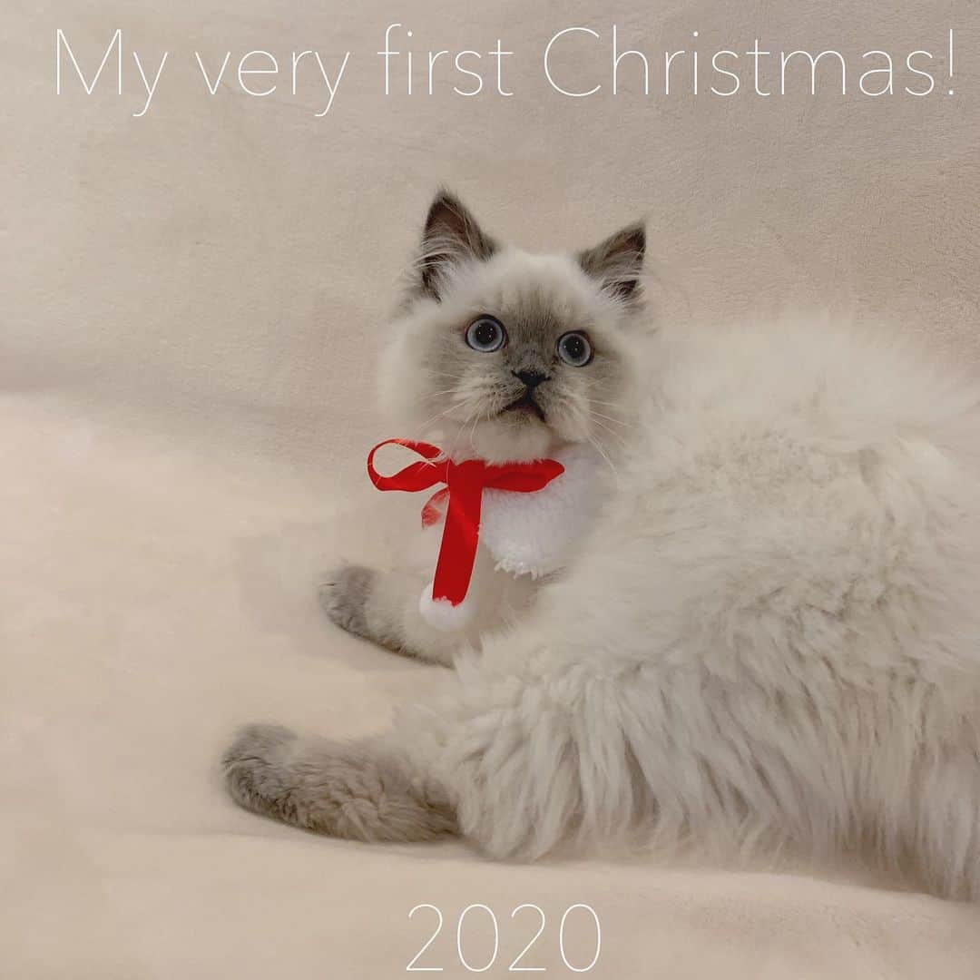のんたのインスタグラム：「ぽるくんからMerry Christmas🎅 May your Christmas wishes come true!  ぽるくん初めてのクリスマス🎄去年はぱんちゃんが初めてでしたがツリーの葉っぱを齧ったり倒したりとても大変だったのと 今年は人間たちが忙しすぎるのでツリーを出さないことに。 ちょっとさみしいけど…去年の⑤の写真を見てください😆 ⑥と⑦も去年のぱんちゃんです🎅」