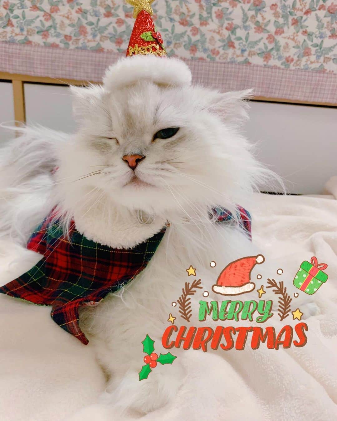 후추네큰언니のインスタグラム：「메리 크리스마스 🎄🧑🏻‍🎄🎅🏻🎉❤️❤️❤️ #merrychristmas  . .  #후추  #고양이  #냥스타그램 #캣스타그램  #Hoochu #Hoochuthecat #cat #cats #catstagram #catsofinstagram #topcatphoto #bestmeow #ilovecat #cute #fluffy #petstagram #instacats」