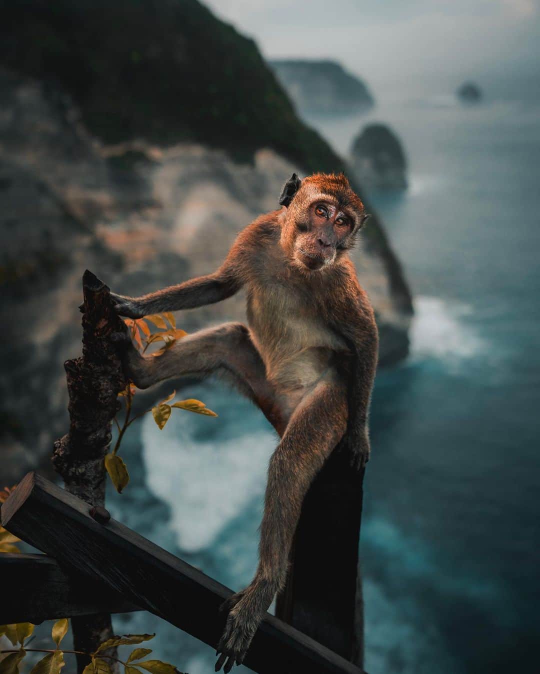 Canon Photographyさんのインスタグラム写真 - (Canon PhotographyInstagram)「@watchluke here again with a set from Indonesia, trying to imagine myself enjoying it’s warm weather at this time of year 😂. The monkey in the first shot seemed fascinated by my face and every expression I made, so I decided to make the “😱” face, and that’s how the photo came about. Photography  @watchluke  Curated by @ianharper」12月24日 22時36分 - cpcollectives