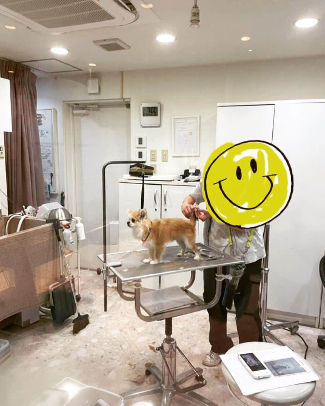 香西咲のインスタグラム：「「僕はママちゃんがお仕事なので #ぼっち ですぅ🦁💦 あ❣️やっとママちゃんお迎えに来た🤱💕 皆しゃん #メリークリスマス 🤶🏻🎄」  #チワワ  #ペキニーズ  #ペキチワ  #チワペキ  #ミックス犬  #れおすたぐらむ  #トリミング  #動けましぇん  #ガクブル  #ブルブル #緊張  #人見知り  #ビーン   #僕怖いです 🦁💦 #早くお家に帰りたいです〜😂💕  ※夕方の写メです（笑） #親愛なる レオちゃんへ❤️」