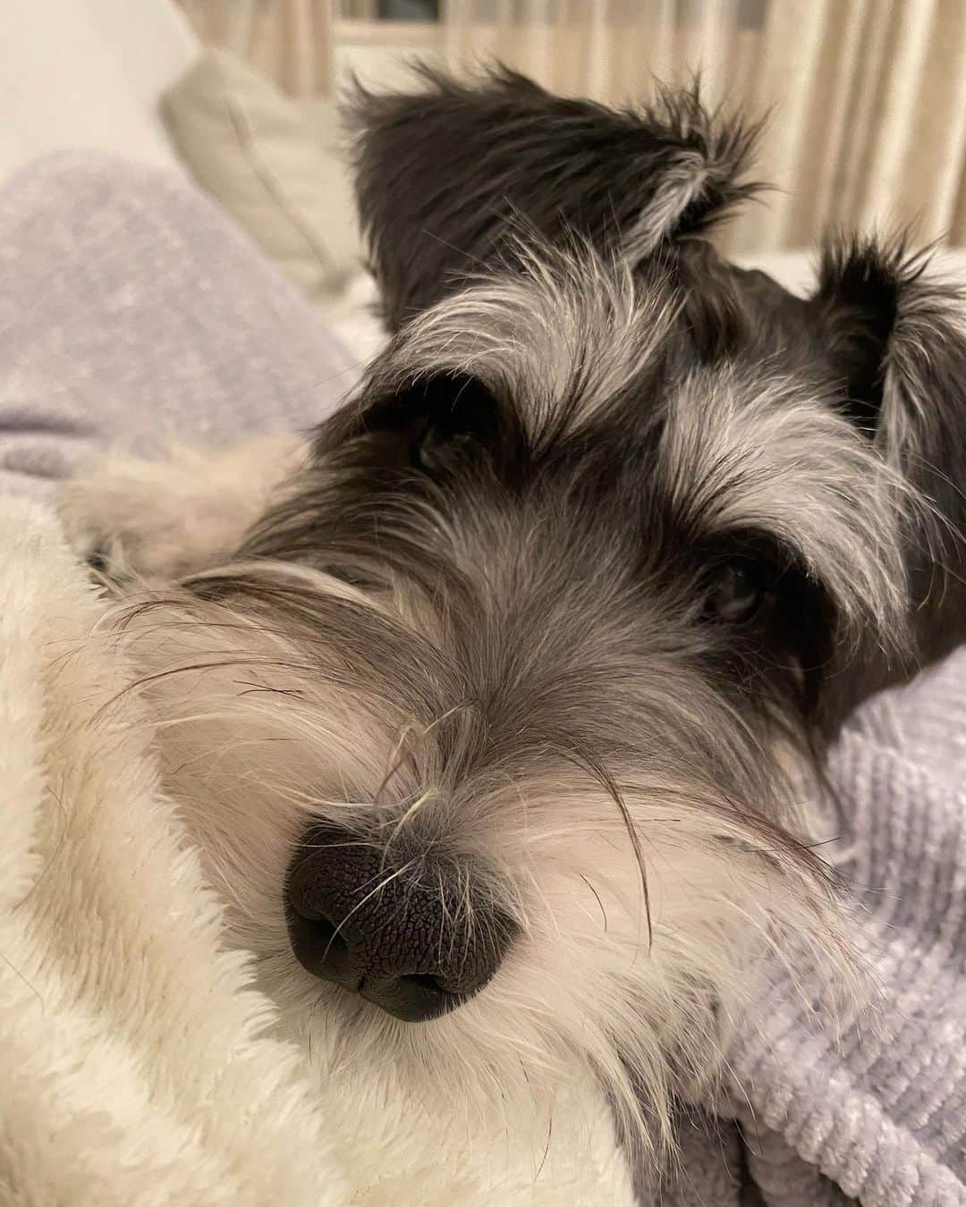 のインスタグラム：「最近ソファーで寝てたら お腹の上乗ってきて寝るアルくん😖❤️ かわいすぎ。 でもありさにだけまた噛んでくるから悩んでる🥲 一時期無くなってたのに🥲しゅん」