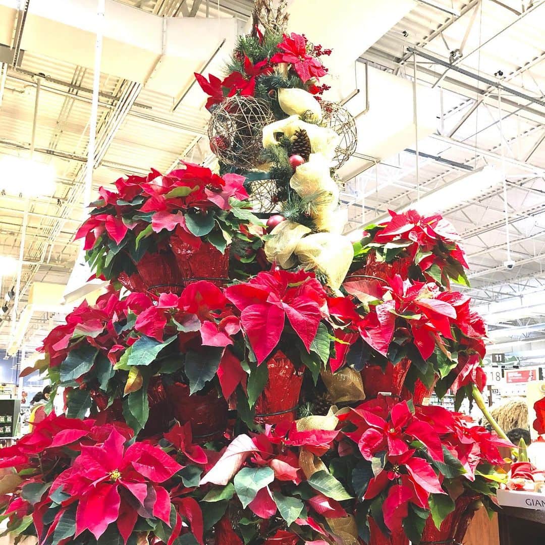 のインスタグラム：「Beautiful poinsettias🥰 ポインセチアも綺麗❣️ #poinsettias  #ポインセチア」