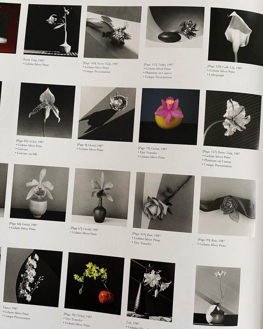 アリス・ガオのインスタグラム：「mapplethorpe flora. forever a favorite」