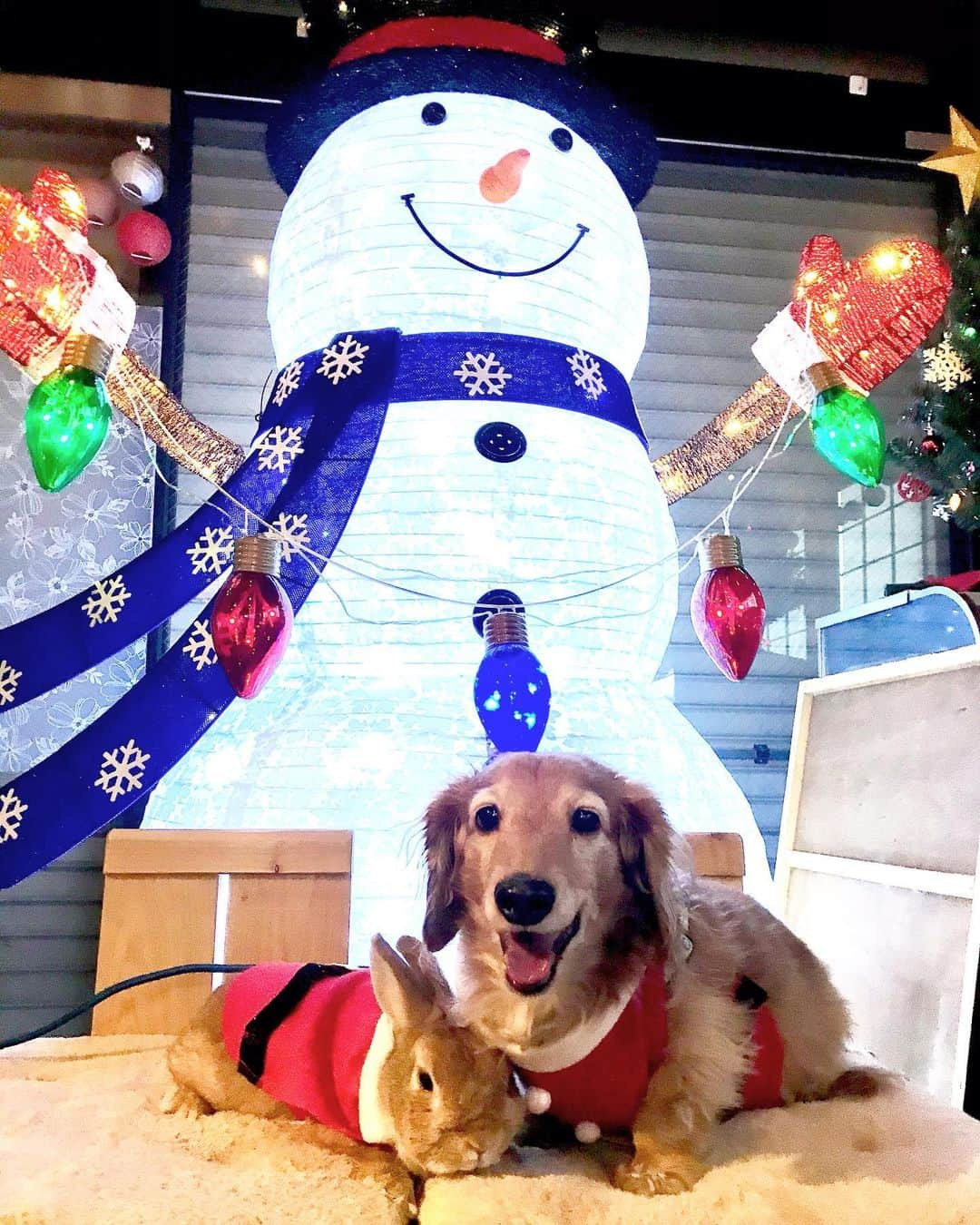 Chieko Shibutaさんのインスタグラム写真 - (Chieko ShibutaInstagram)「たろー🐶&うじゃこ🐰 地方☀️ クリスマスイブ🎄 素敵な夜を💝 Merry  Xmas🎅  💕✨🐶🍀🐰✨💕 #わんこの散歩 #dachshund #dachshunds #dachshundlove #dog #dogs #doglove #instadog #instagram #instagood #pet #pets #petsagram #cute #cutepe #cutepet #cutedog #cuteanimals #likes #smile #rabbit #ラビット #ミニュチュア #ミニュチュアダックス  #ミニュチュアダックスフント #うさぎ #犬とうさぎ #安食駅前#かぎけん安食」12月24日 22時53分 - chieko.81