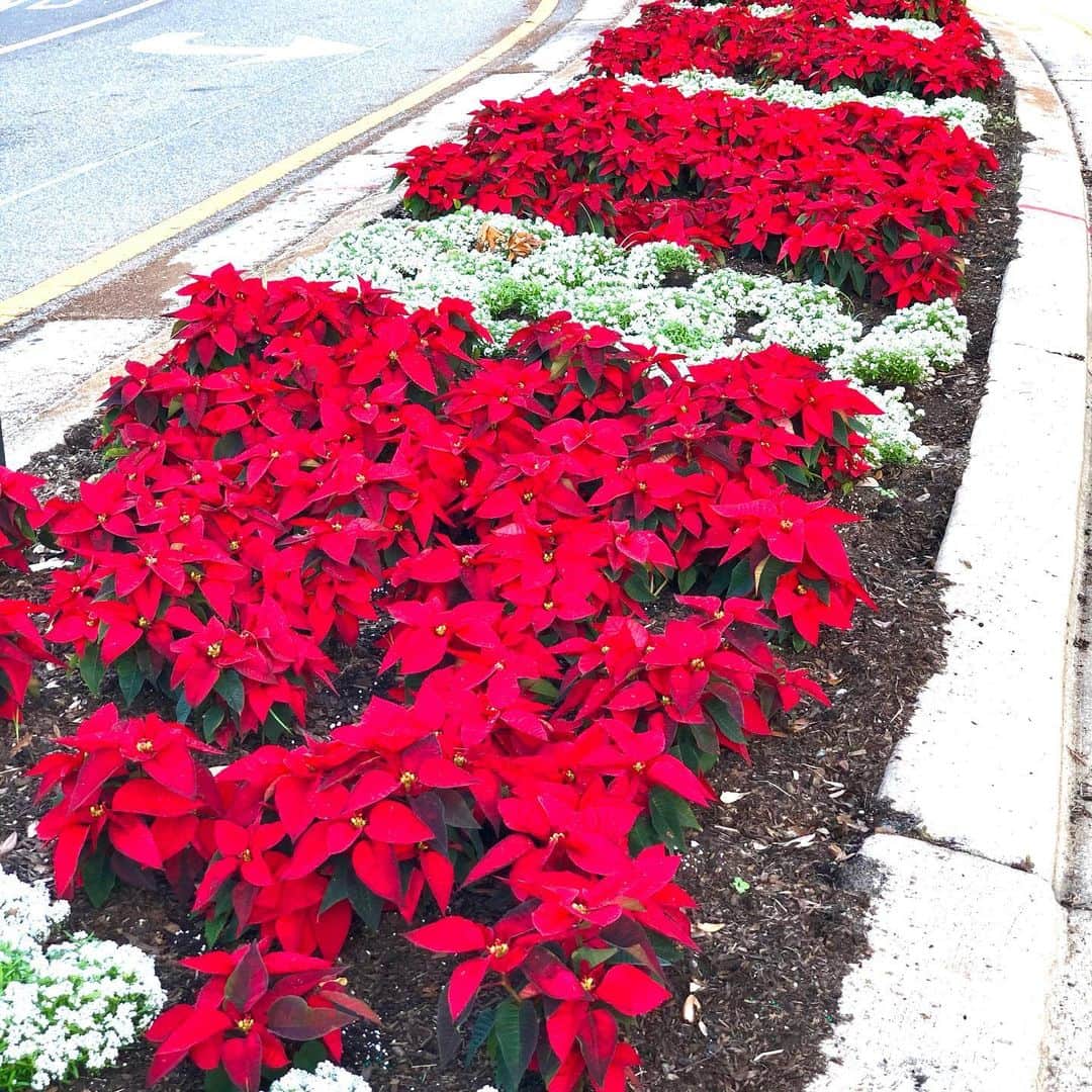 のインスタグラム：「Lots of poinsettias😍 ポインセチアが沢山❣️ #poinsettias #ポインセチア」
