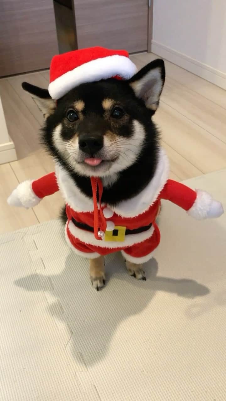 まめ丸のインスタグラム：「* * ごはん🍖もたべたし、 今年もそろそろサンタさんしゅっぱーつ🐶🎅💓 * It's about time to start🎄 🐶🎅💓 * #あしたくつしたみてね🐶💓 #オヤツおいといてくれたらうれしいな🐟🍖 * #柴犬#豆柴#柴#黒柴#犬#ふわもこ部#まめ丸二足歩行#shiba#shibainu#shibastagram#shibadog#puppy#instadog#dogstagram#dog#pet#petstagram#worldofcutepets#dailyfluff#weeklyfluff#christmas#santa#クリスマス#サンタ#まめ丸サンタ」