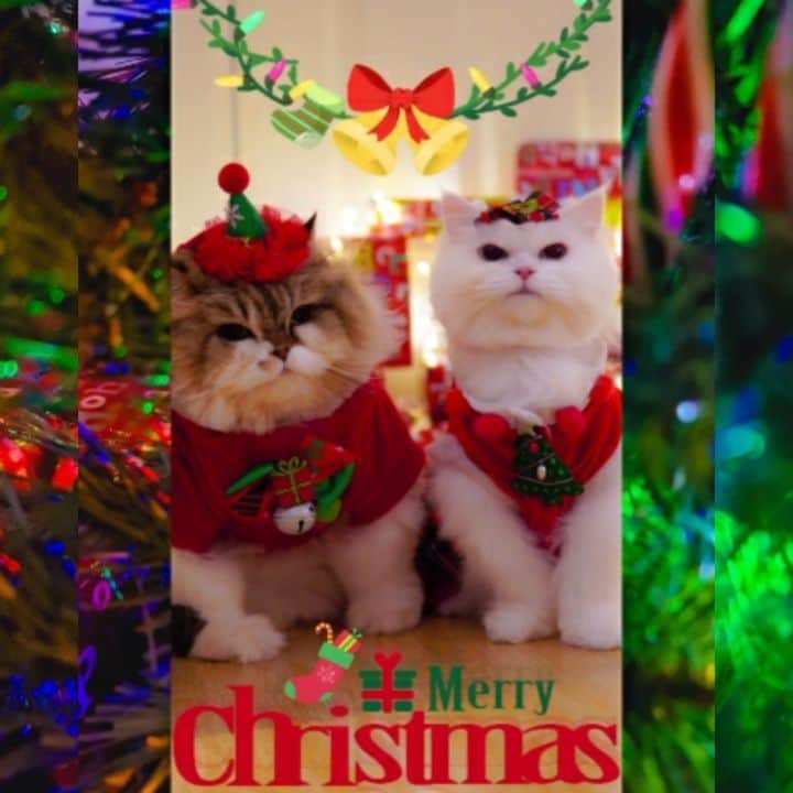 Kenshin & Chloeyのインスタグラム：「🎄⭐🧑‍🎄 Wishing you all a very Merry Christmas ❤ From our Furmily to yours 😘 #giveloveonchristmasday」