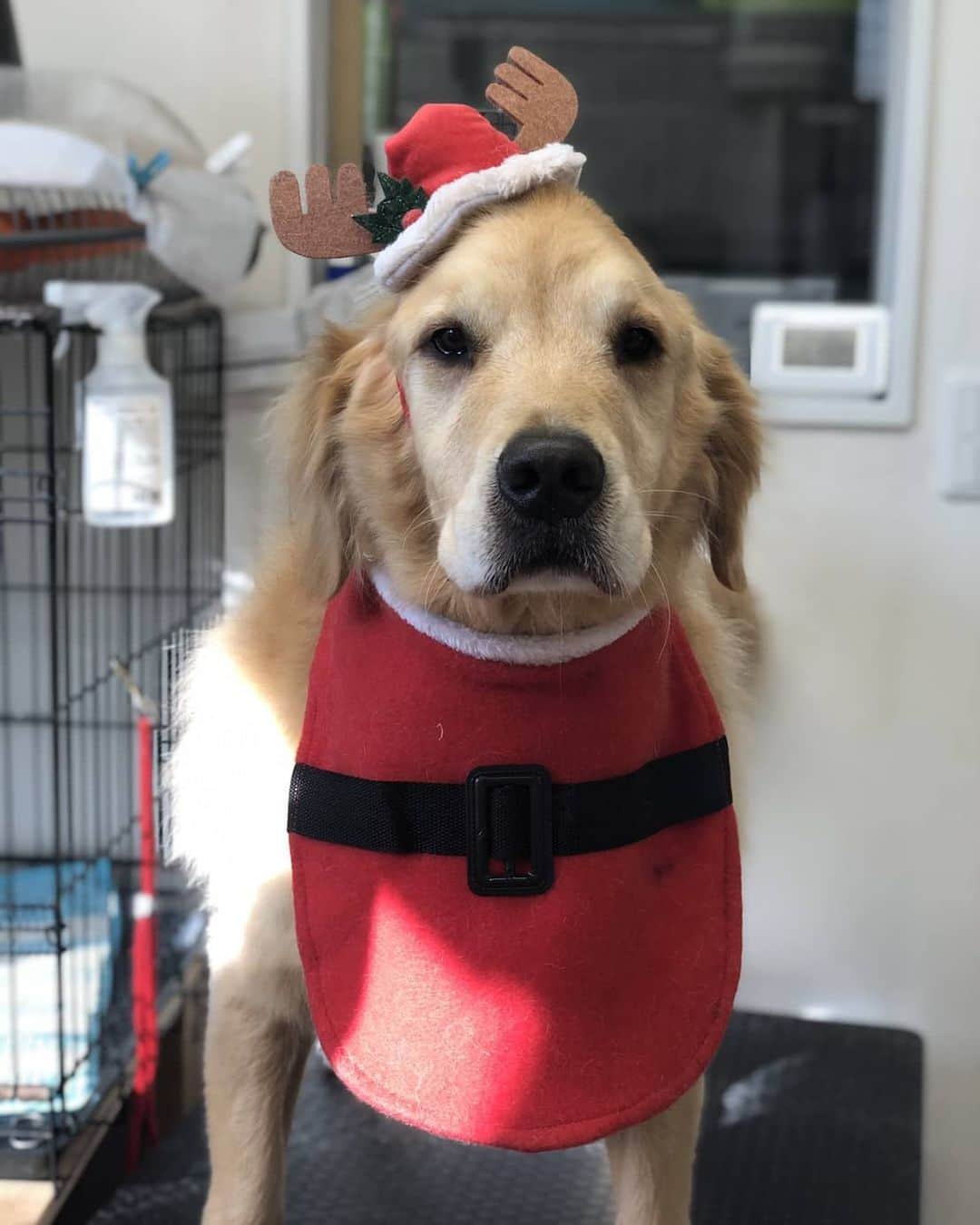 田畑竜介さんのインスタグラム写真 - (田畑竜介Instagram)「Merry Christmas✨🎄✨  我が家のトナカイさんです🐶  素敵なクリスマスを🎶  #クリスマスイブ #クリスマス」12月24日 23時22分 - tabacchi_rkb