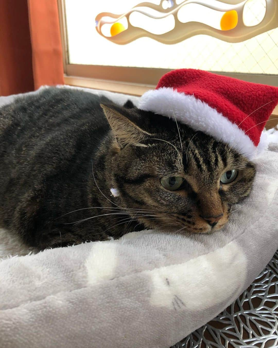 MIYUさんのインスタグラム写真 - (MIYUInstagram)「#20201225﻿ ﻿ ﻿ Merry Christmas!!🎄🎁🐈‍⬛﻿ にゃーちゃんはサンタ帽被せたら﻿ ぶすっとしちゃったけど😚﻿ そんな顔も全部大好きだよ…🥲🤍﻿ わがまま聞いてくれてありがとう🎅🏻﻿ ﻿ クリスマスプレゼント何がいい？👀﻿ ﻿」12月25日 10時43分 - _moon.me_u