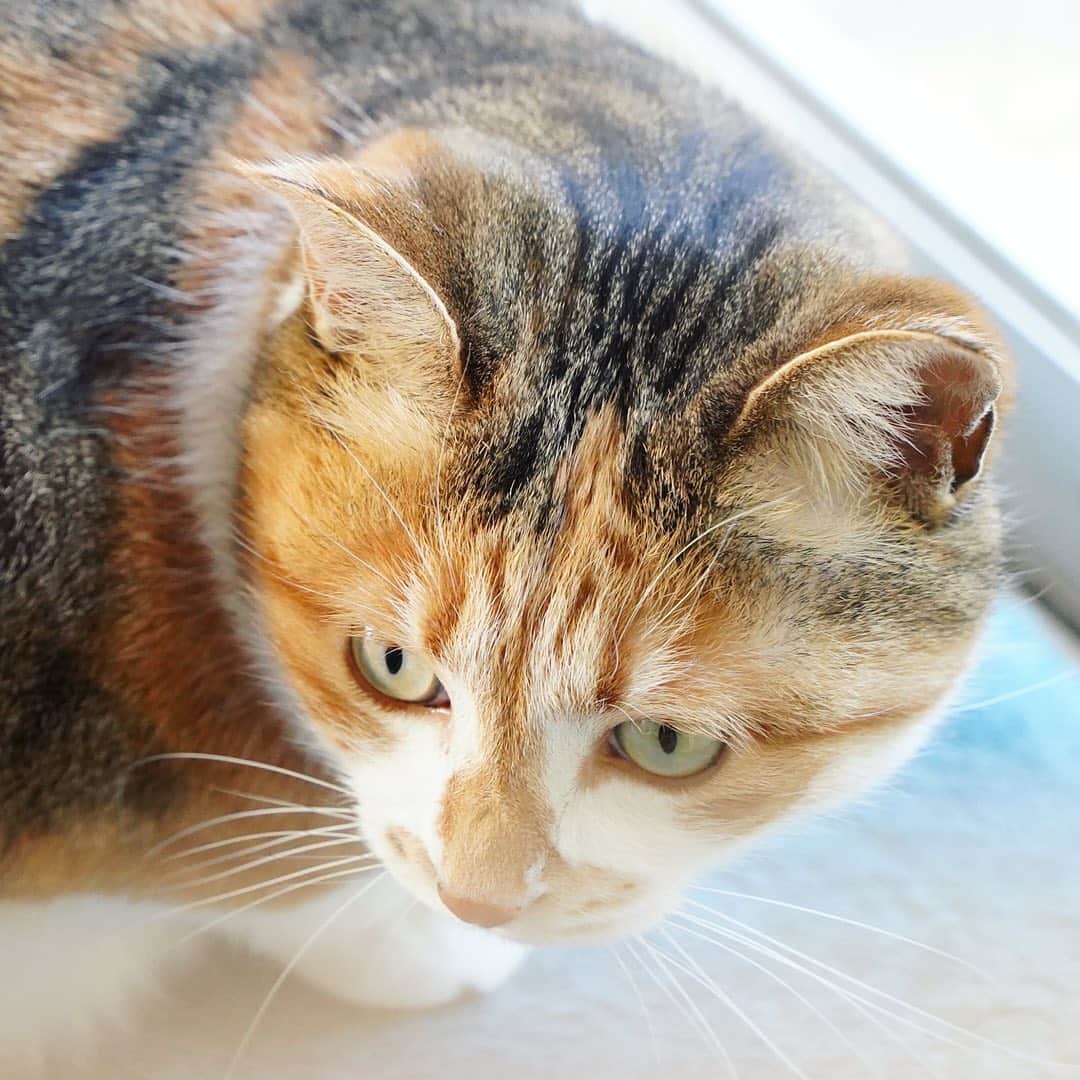 のインスタグラム：「MERRY CHIMISMAS🎄キラキラいい天気。 #ポチ実 #三毛猫」