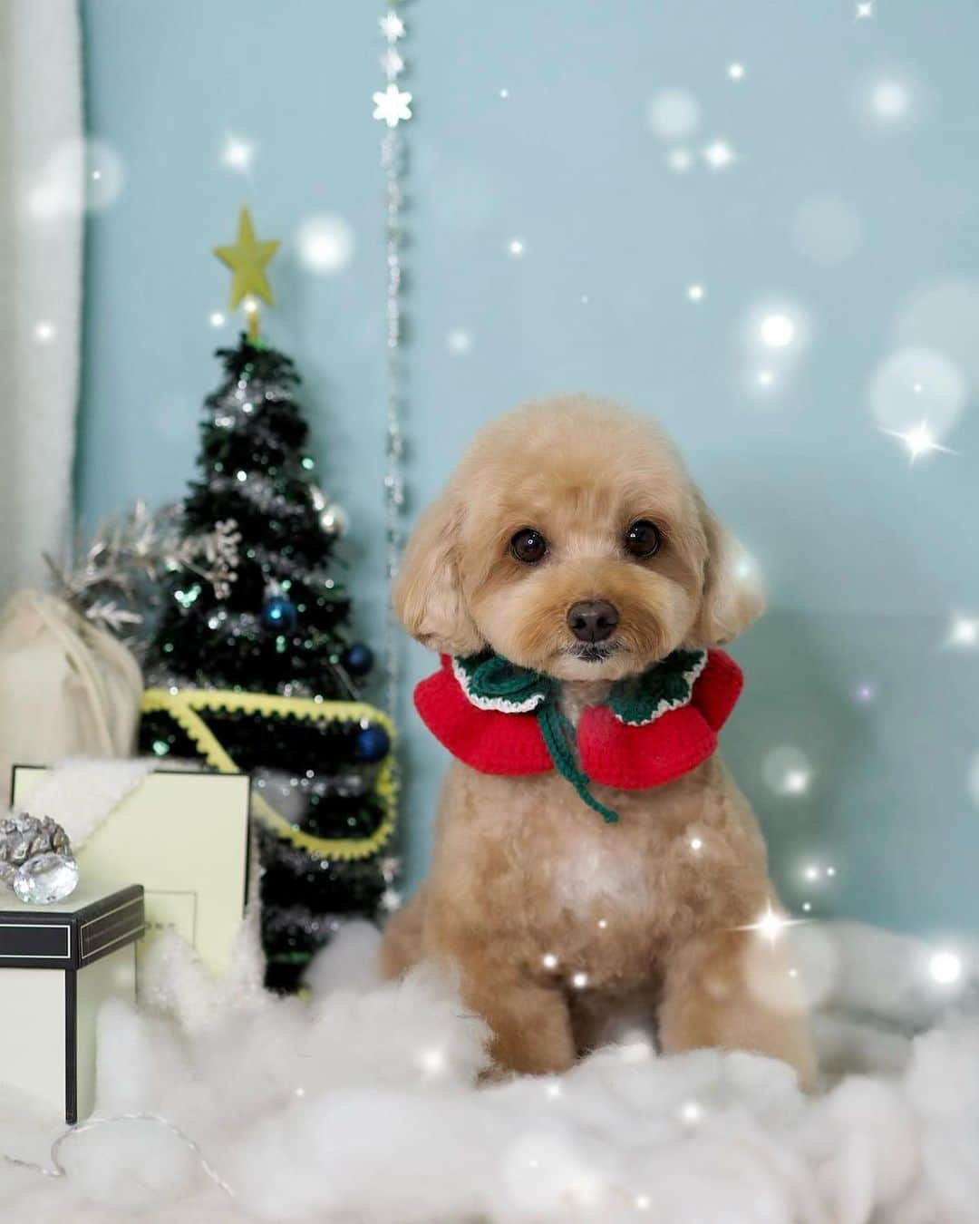 Truffle??松露?トリュフのインスタグラム：「📆(25Dec20) 💖🎄🎅May the peace and joy that Christmas brings.. always be with you and your family！🥳#MerryChristmas #mybestgroomer」