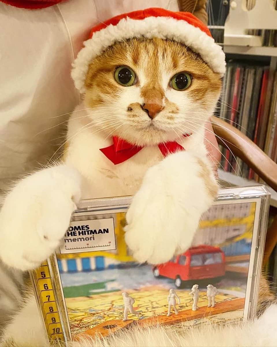 のインスタグラム：「これ１年前のチミサンタ。 #ポチ実 #三毛猫 #gomesthehitman」