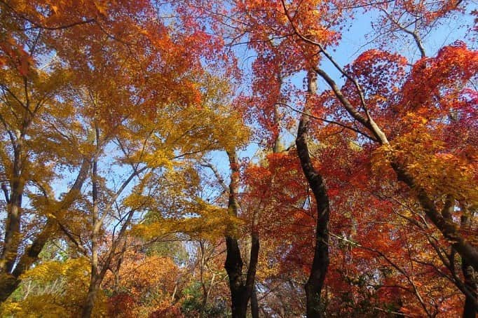 Soka Universityのインスタグラム