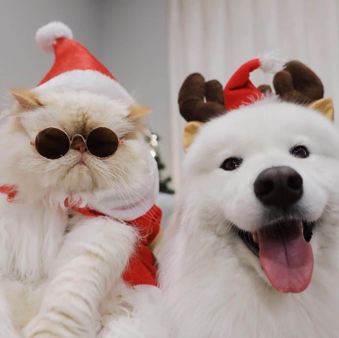 Aww Clubさんのインスタグラム写真 - (Aww ClubInstagram)「Everyone get ready, Santa Romeo and Reindeer Casper are coming to town⠀ ⠀ 📷@casperandromeo⠀ ⠀ #meowed #casperandromeo #santa #christmas」12月25日 2時00分 - meowed