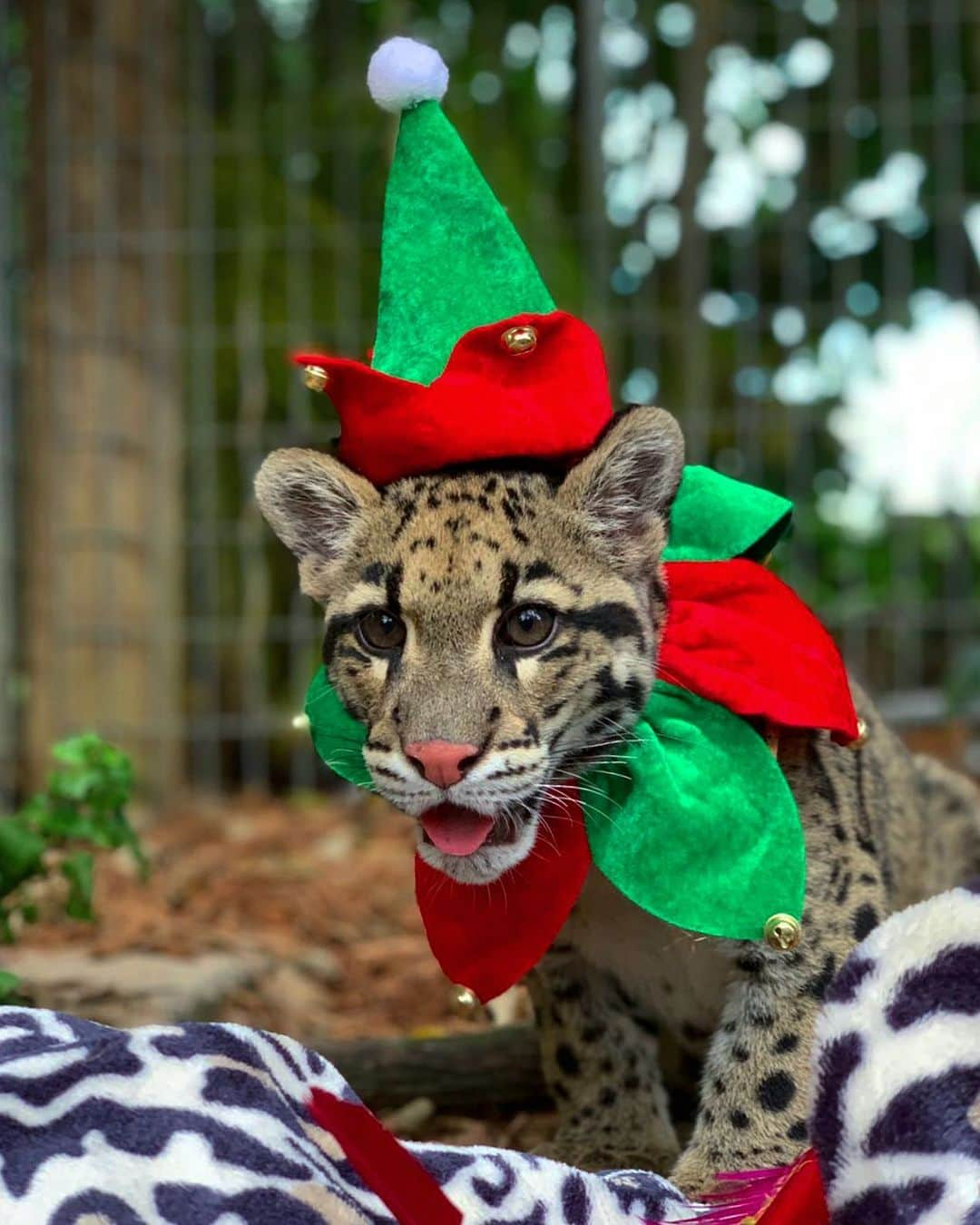 Zoological Wildlife Foundationさんのインスタグラム写真 - (Zoological Wildlife FoundationInstagram)「Merry Christmas Eve from our silly elf!!😍🎁🎅🎄 #naughtyornice #merrychristmas #cloudedleopard」12月25日 2時01分 - zwfmiami