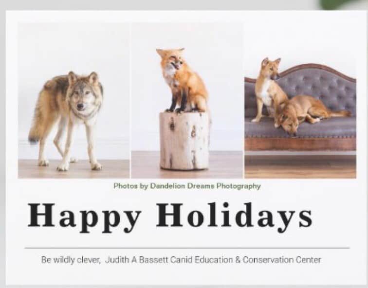 Rylaiさんのインスタグラム写真 - (RylaiInstagram)「Happy Holidays... from our pack to yours!  . Last minute gift ideas? Gift a once in a lifetime experience with our fox, wolf, and dog Ambassadors!!  . Pc: @dandeliondreamsphoto  . . . #jabcecc #happyholidays #nonprofit #endingstrong #bethechange #forgive #love #light #wildlyclever #animals #wolves #dogs #foxes #russiandomesticatedfox #wolf #animallovers #sandiego #soutah」12月25日 2時01分 - jabcecc