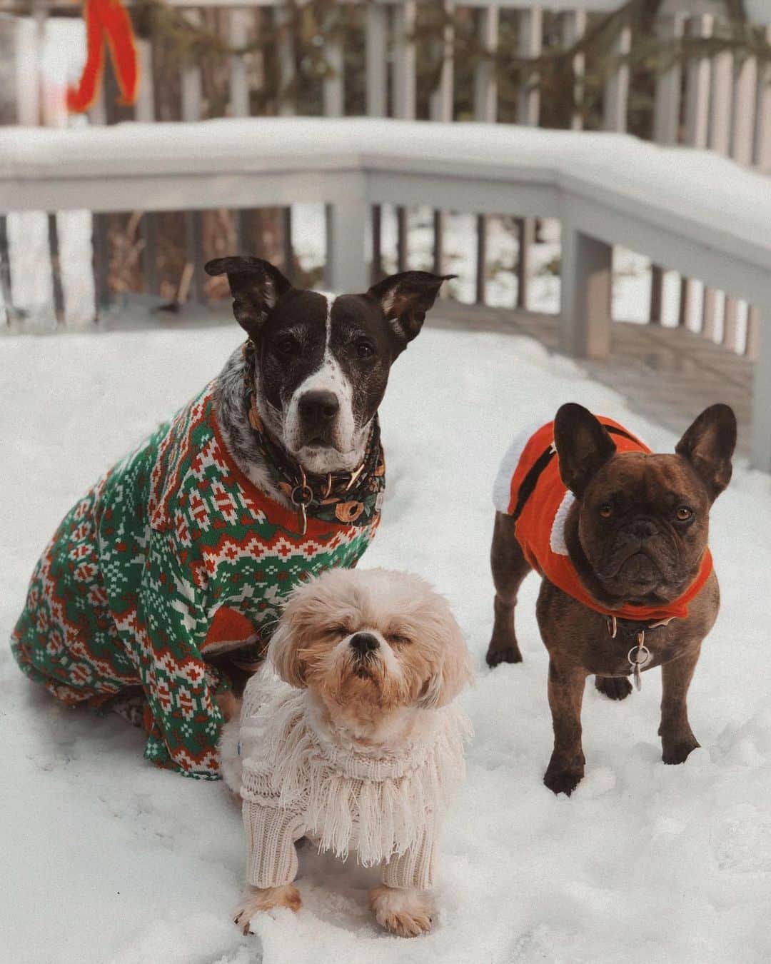 エリザベス・ギリースのインスタグラム：「My children asked that I post this photo after they spent all week knitting their festive outfits. I was particularly taken with Bubba’s handiwork so I featured him alone in the second slide. Who knew they had this talent? Merry Christmas Eve, everybody!」
