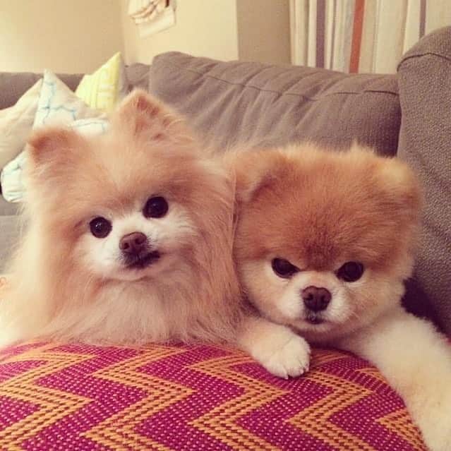Buddy Boo Blueのインスタグラム：「The merriest of Christmas Eve faces! 😠😠」