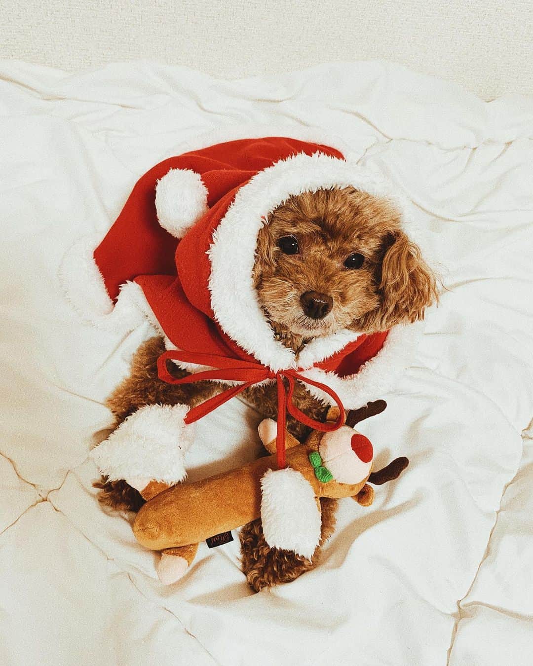 日下裕江さんのインスタグラム写真 - (日下裕江Instagram)「ℳℯ𝓇𝓇𝓎 𝒞𝒽𝓇𝒾𝓈𝓉𝓂𝒶𝓈!  みんなにとって 素敵なクリスマスになりますように♡  ロルサンタより🎅💓  #happymerrychristmas  #merrychristmas  #christmas #merryxmas #xmas  #santaclaus #dogsantaclaus」12月25日 3時02分 - hiroe___h