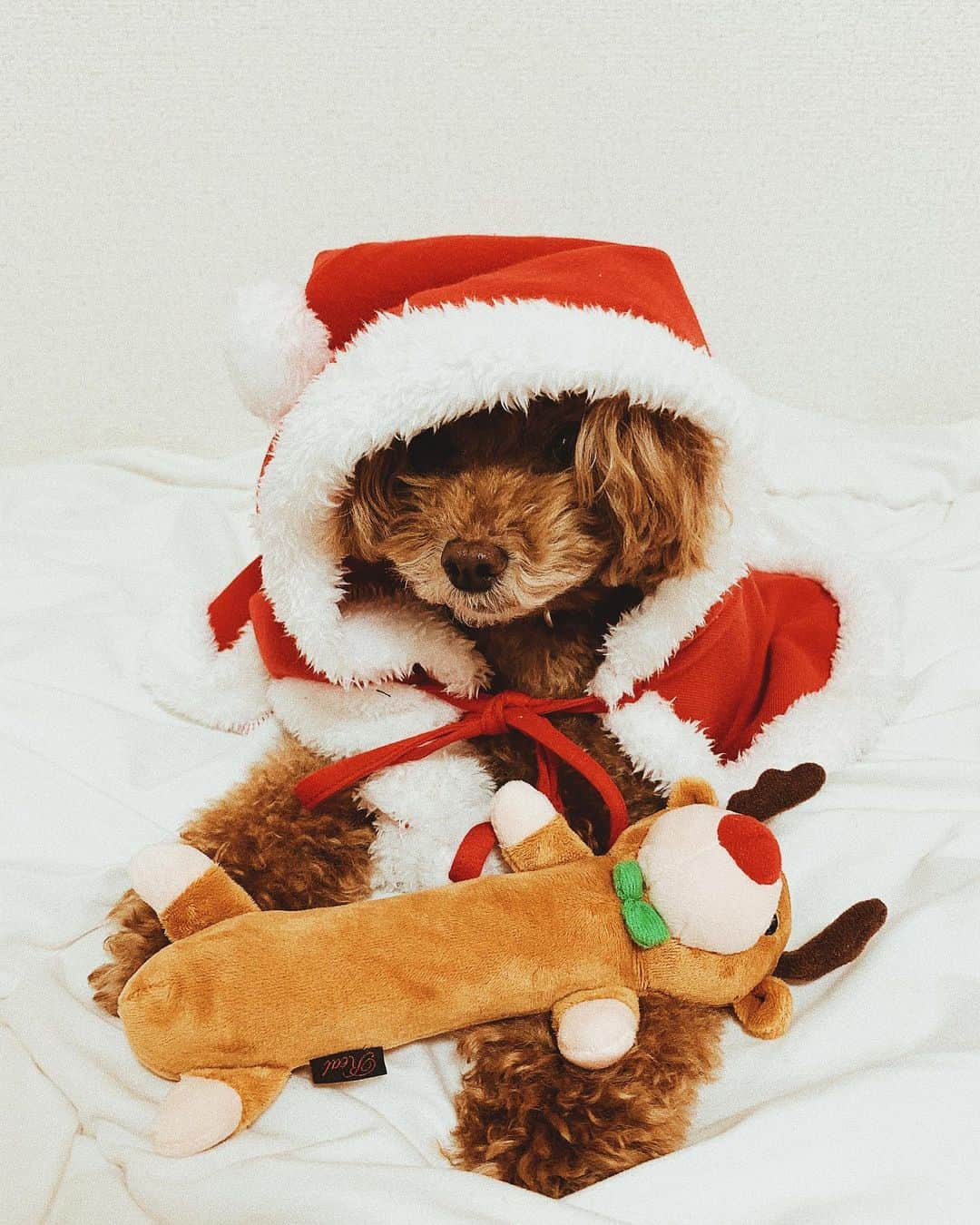 日下裕江さんのインスタグラム写真 - (日下裕江Instagram)「ℳℯ𝓇𝓇𝓎 𝒞𝒽𝓇𝒾𝓈𝓉𝓂𝒶𝓈!  みんなにとって 素敵なクリスマスになりますように♡  ロルサンタより🎅💓  #happymerrychristmas  #merrychristmas  #christmas #merryxmas #xmas  #santaclaus #dogsantaclaus」12月25日 3時02分 - hiroe___h