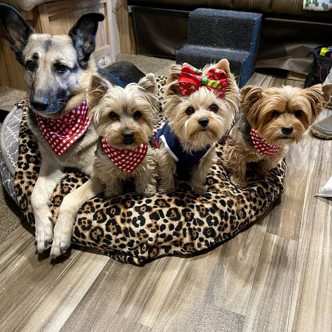 さんのインスタグラム写真 - (Instagram)「Misty, Max, Allie & Sammy 💭 Merry Christmas Eve! ♥️🥰🎄We want to thank our long time IG friends @dulce041509 for our gifts! ♥️🥰🎄🎁 Thank you for the matching bandannas and beautiful outfit for Allie! ♥️🥰🙏🏼🎄🎁❌⭕️ #MerryChristmasEve #Thankful #IGFamilyRocks #ChristmasEve2020」12月25日 3時14分 - happyyorkiefamily