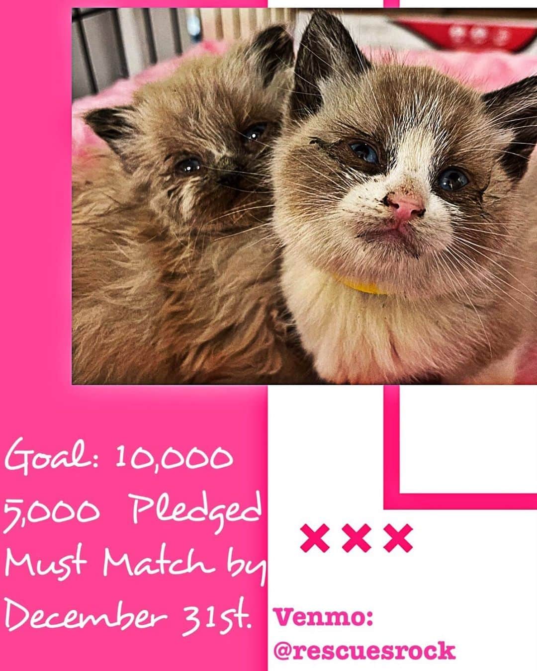 ドレア・ド・マッテオさんのインスタグラム写真 - (ドレア・ド・マッテオInstagram)「www.rescuerock.com www.kittencritical.com Venmo @rescuerocks💕  Every líl bit counts!!💕🐱💕  Merry Christmas all you cool cats n kittens! 🐱 MEOW💕💕💕🎄」12月25日 4時05分 - dreadematteo