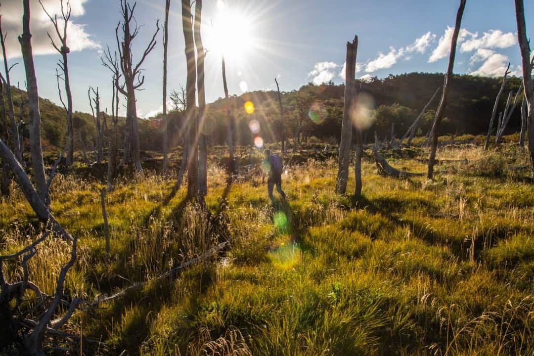 National Geographic Travelさんのインスタグラム写真 - (National Geographic TravelInstagram)「Photo by Luján Agusti @lujanag / A local walks through an area of peat bogs where beavers started to make burrows near Cascada Submarino, Argentina. The beaver problem on the island of Tierra del Fuego is very complex. Currently it is said that there are more beavers than people living here.」12月25日 4時36分 - natgeotravel
