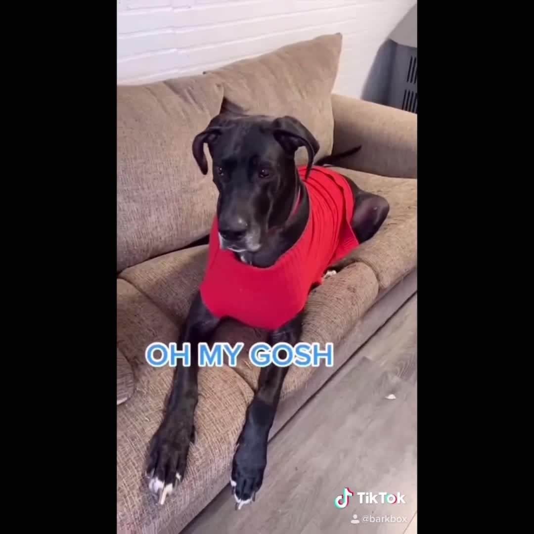 BarkBoxのインスタグラム：「A little holiday surprise, from us to @haleyblazek12, Red, Quinn, and Oliver!! ❤️❤️❤️ The lil box bite was the CUTEST THING OMG」