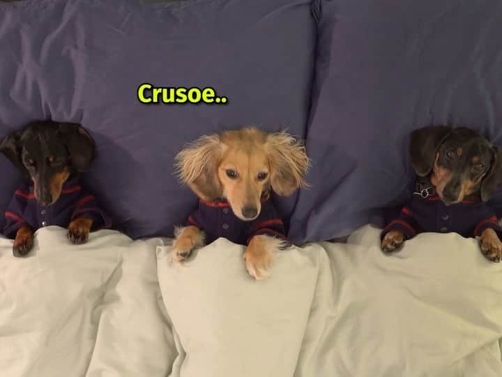 のインスタグラム：「“Mischievous planning on the night before Christmas 😬 Go watch FULL episode via link in profile! You don’t want to miss this one!😉” ~ Crusoe」