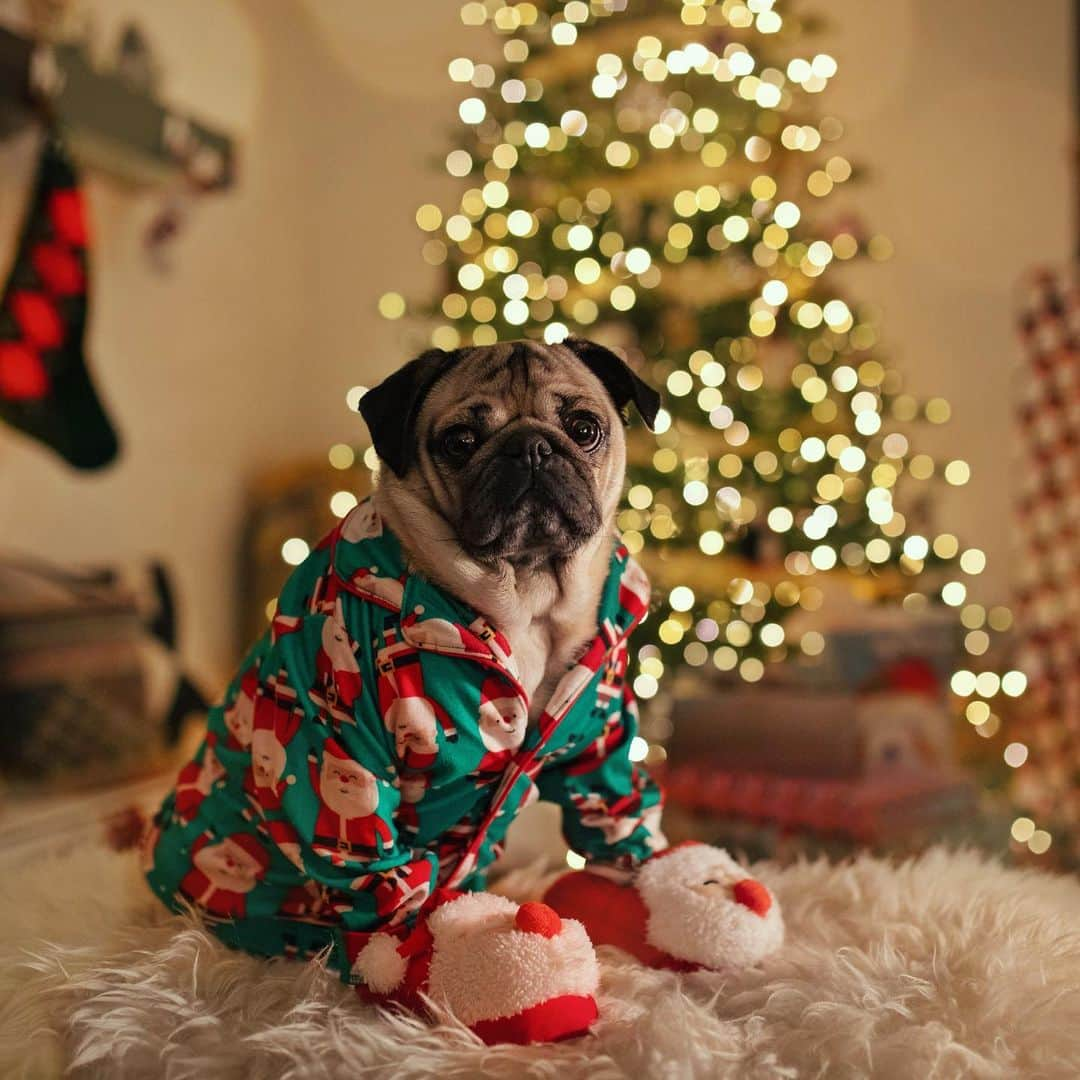 itsdougthepugさんのインスタグラム写真 - (itsdougthepugInstagram)「“Santa Pug is coming to town!” -Doug」12月25日 10時57分 - itsdougthepug