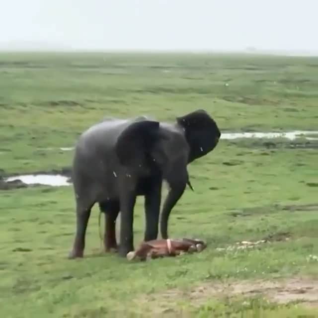 WildLifeのインスタグラム：「This is so beautiful! 🥲What do you think? 🐘♥️ Video by David Xing/YT」