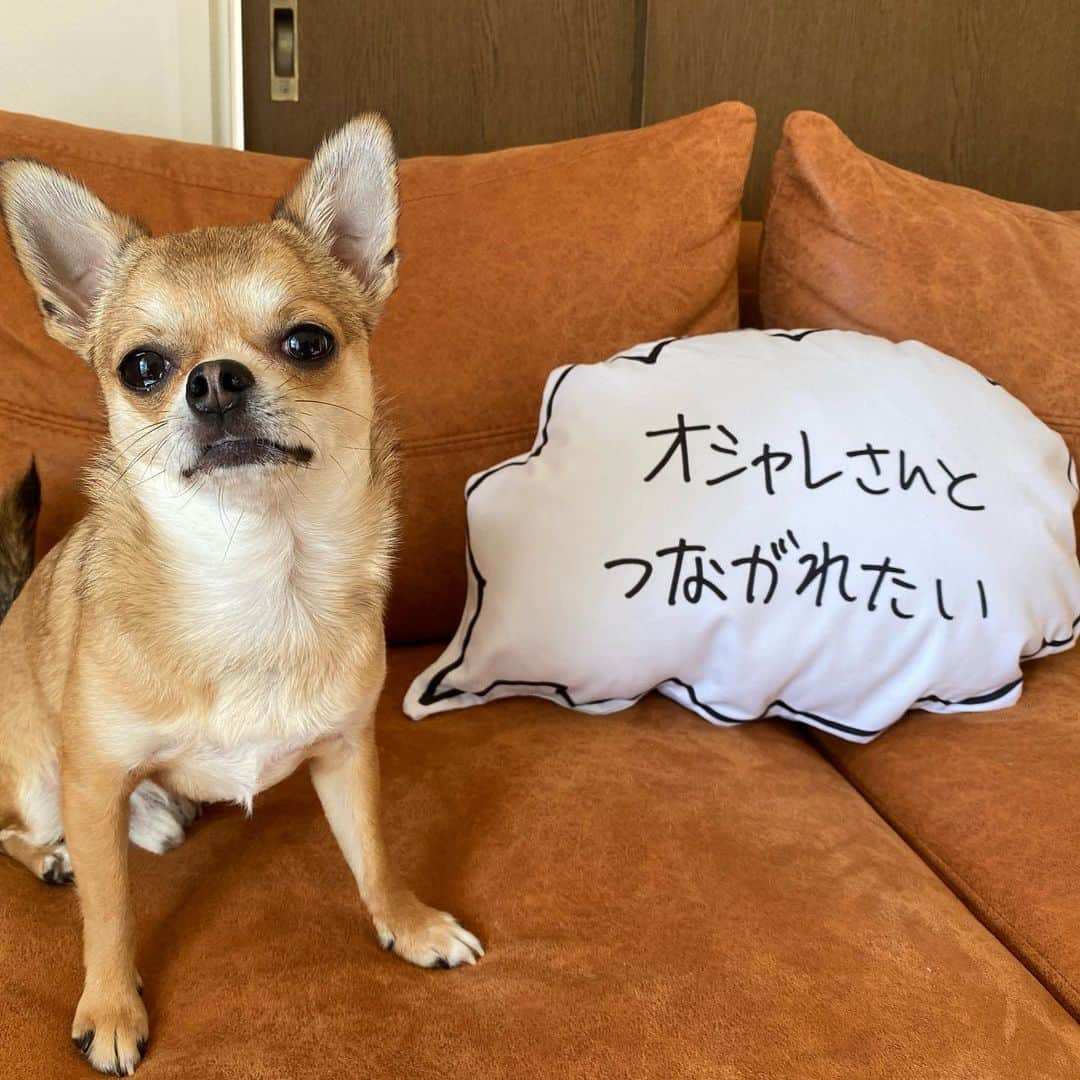 長澤メイのインスタグラム：「オシャレさんと つながれたい🐕🏃‍♀️💕 @pop_by_jun @kenkagami @uni_happyboy」