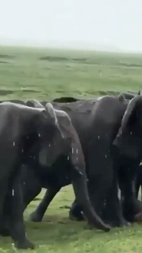 WildLifeのインスタグラム