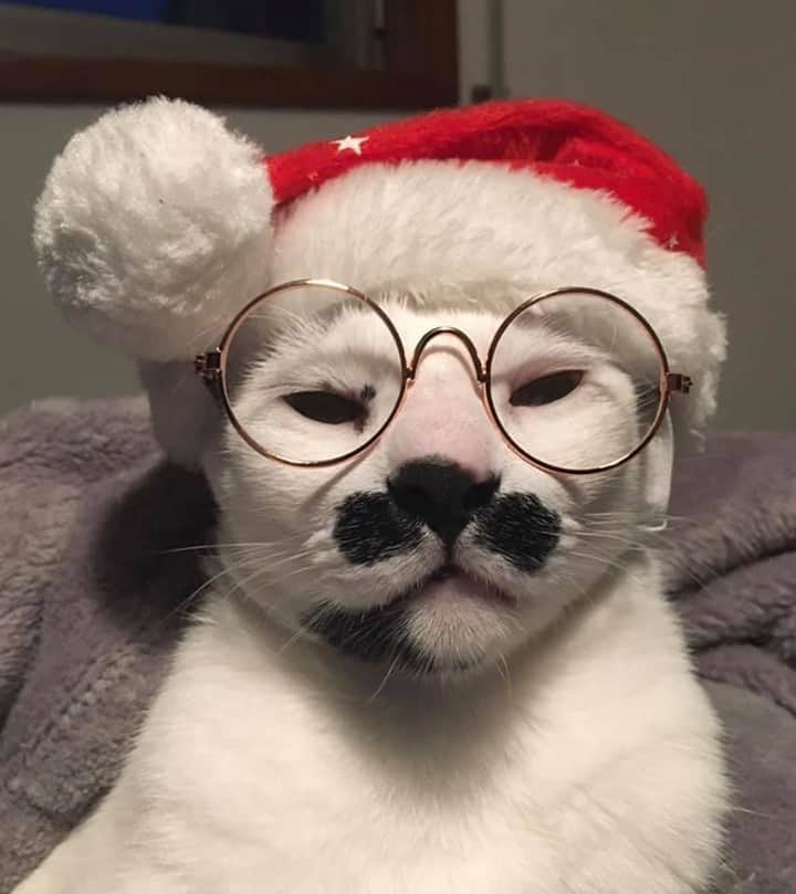Aww Clubさんのインスタグラム写真 - (Aww ClubInstagram)「Charlot is still wondering if you deserve a Christmas gift this year⠀ ⠀ 📷@charlot_cat_⠀ ⠀ #meowed #charlotcat #santa #christmas」12月25日 6時00分 - meowed