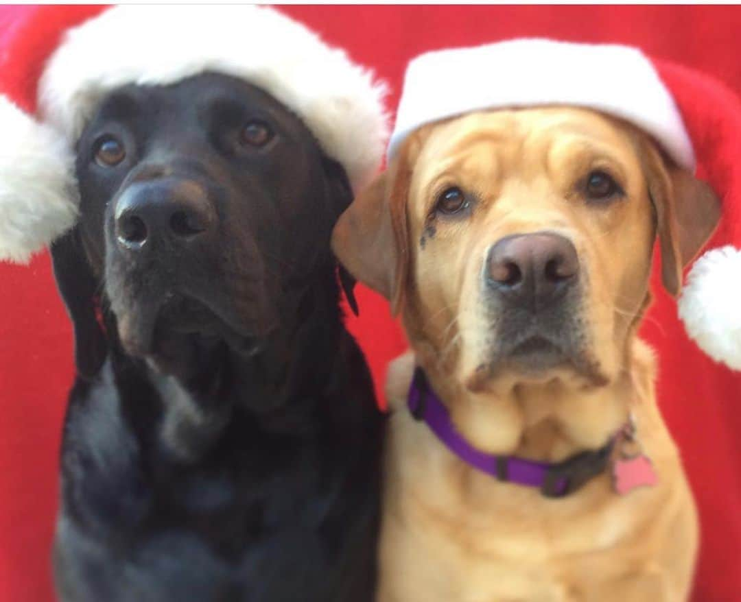 Jake And Gingerさんのインスタグラム写真 - (Jake And GingerInstagram)「Hope everyone has a very Merry Christmas! Santa Paws comes tonight! #labradorretriever #labsofinstagram #santapaws #christmas #christmasdogsofinstagram #petsofinstagram #petsofig #petsarefamily #dogsofinstagram #dogslife」12月25日 6時09分 - jake_n_ginger