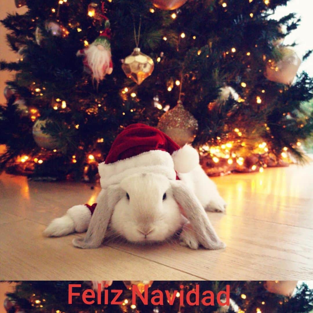 シャキーラのインスタグラム：「Feliz Navidad and Happy Festivus!」