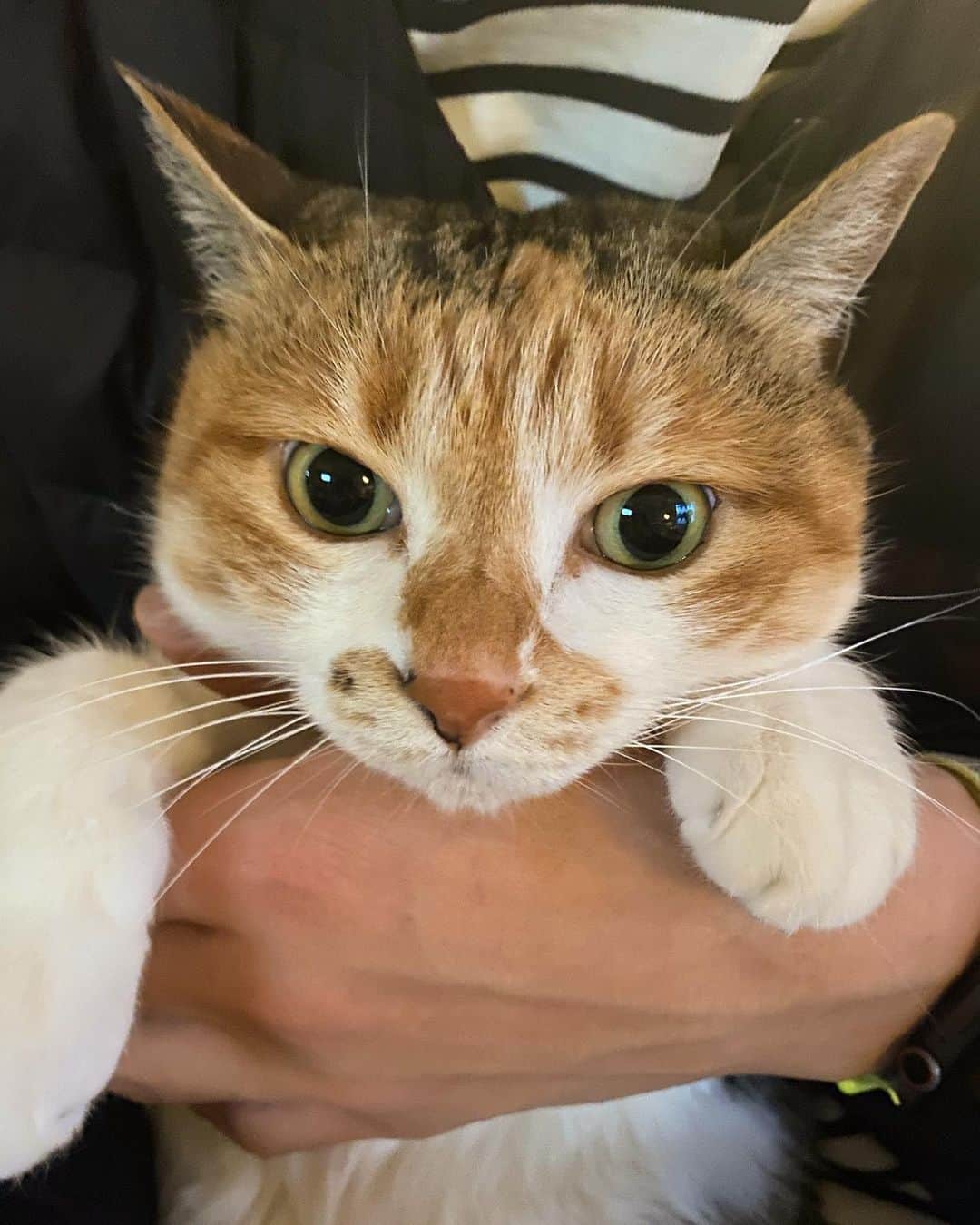 のインスタグラム：「おはよ。留守番よろしく。 #ポチ実 #三毛猫」