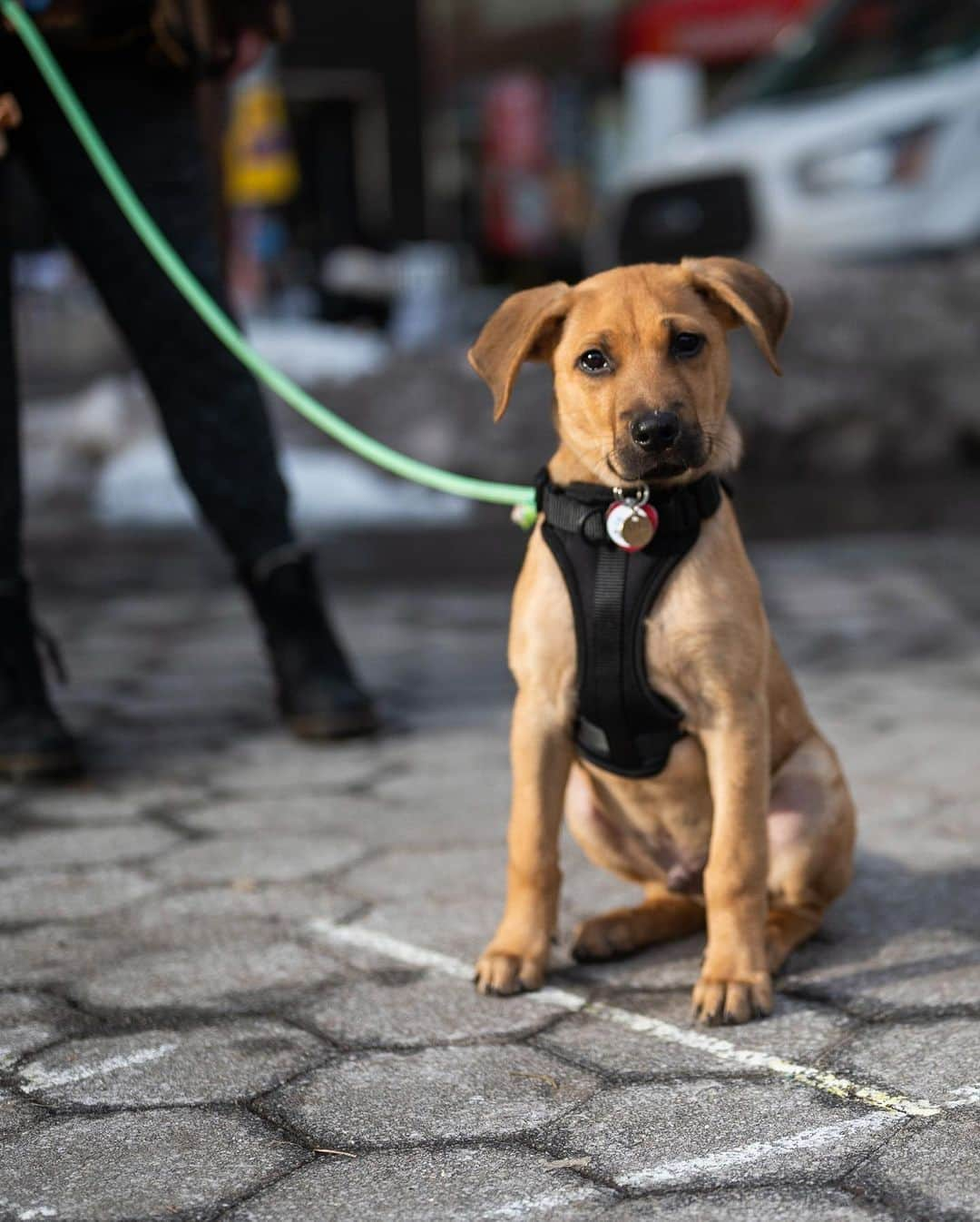 The Dogistさんのインスタグラム写真 - (The DogistInstagram)「Gus, “Potcake” mix (14 w/o), Union Square, New York, NY • “He’s scared of the world; everything except our shoes.” @gusta__rhymes, a rescue from @mrbonesandco」12月25日 7時03分 - thedogist