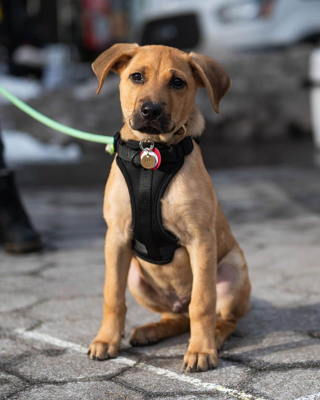 The Dogistさんのインスタグラム写真 - (The DogistInstagram)「Gus, “Potcake” mix (14 w/o), Union Square, New York, NY • “He’s scared of the world; everything except our shoes.” @gusta__rhymes, a rescue from @mrbonesandco」12月25日 7時03分 - thedogist