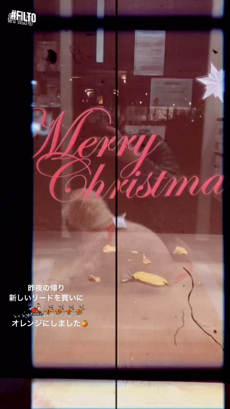 平岡祐太のインスタグラム：「Merry Christmas🎄  #Merry Christmas #メリクリ #いぬのいる暮らし #リード #オレンジ #アポロ #まるぷー」