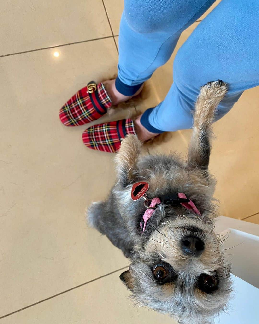 ジョン・バロウマンさんのインスタグラム写真 - (ジョン・バロウマンInstagram)「#ChristmasEve Dixie my pj’s on my #gucci #tartan slippers...what more could I ask for.. Jb」12月25日 7時21分 - johnscotbarrowman